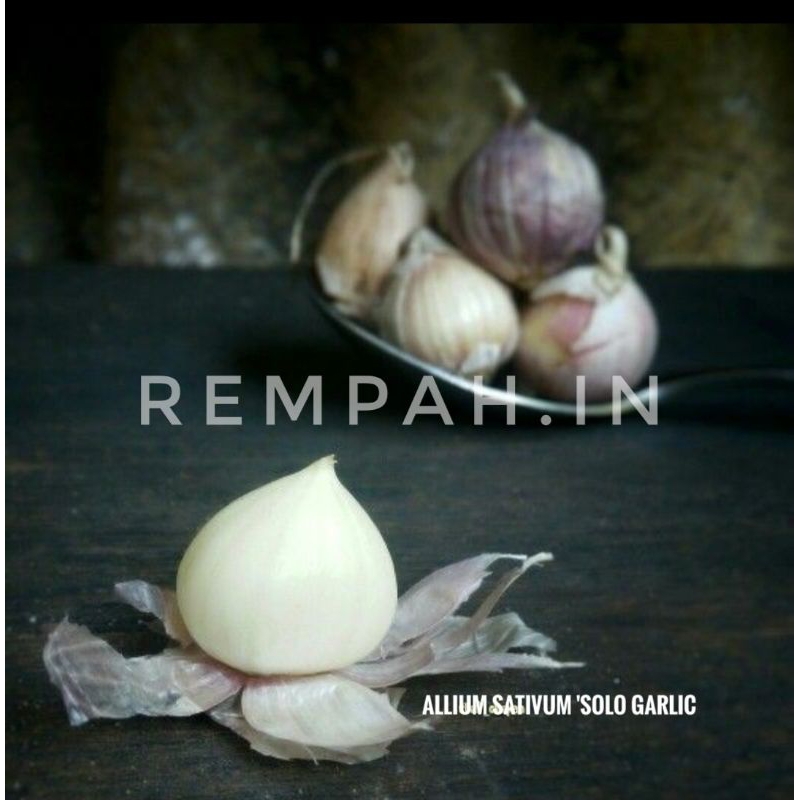 

bawang tunggal/bawang lanang/ Allium sativum 'Solo garlic 10 pcs ori