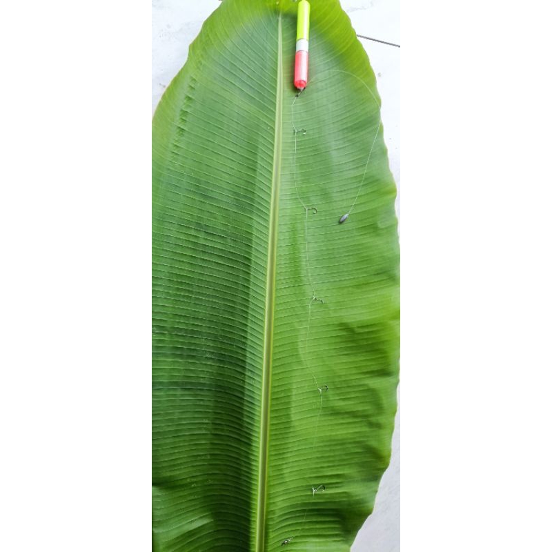 rangkaian pancing ikan bandeng permukaan, pelampung bawah