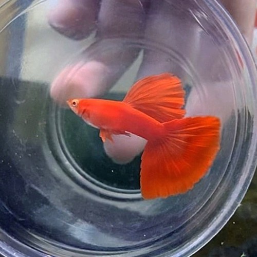 

PAKET 100RB 2 PSG/ 4EK guppy afr import big dorsal - STIKER MAINAN ANAK BUKU TULIS