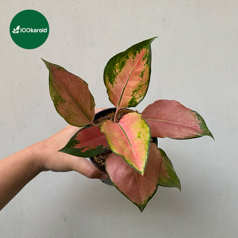 Tanaman Hias Aglonema Kochin Tembaga | Aglaonema Kocin Tembaga | Aglo Kochin