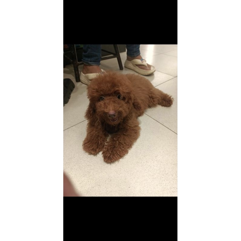 dog food poodle betina