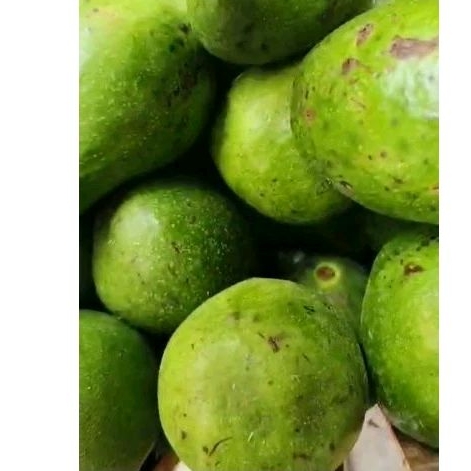 

Alpukat Mentega Lampung