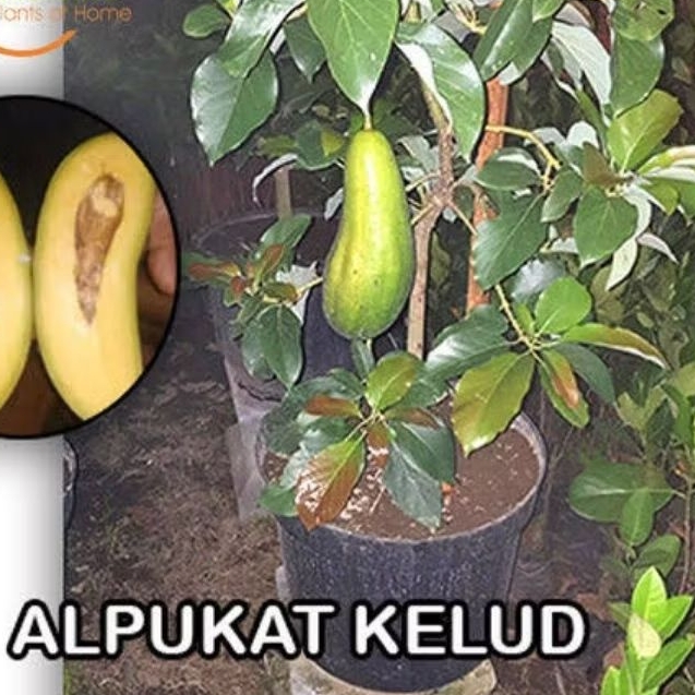 Entres Buah Alpukat Subang / Entres Alpukat Kelud | Untuk Stek Bibit Alpokat Subang/kelud
