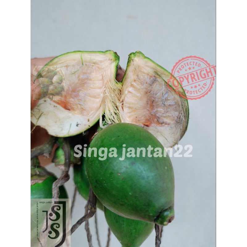 

Buah Pinang muda perbiji