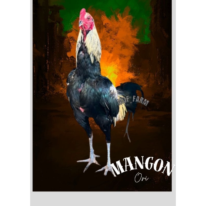 

telur ayam Bangkok mangon ORI (Telur fertil)