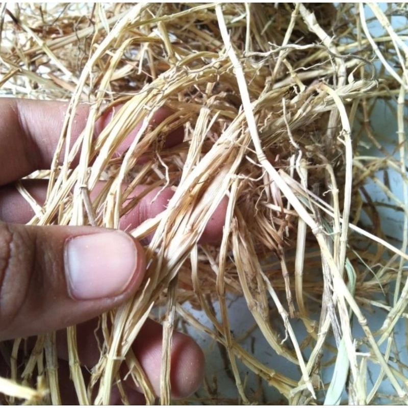 

Akar Alang Alang Kering 100 gram