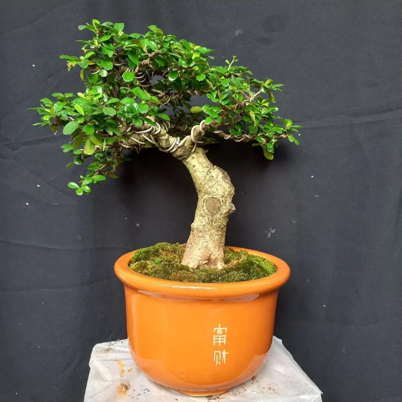 Bonsai Hokianti bunga varian import