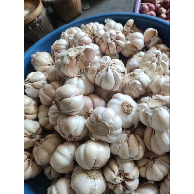 

bawang putih ,sinco, cating