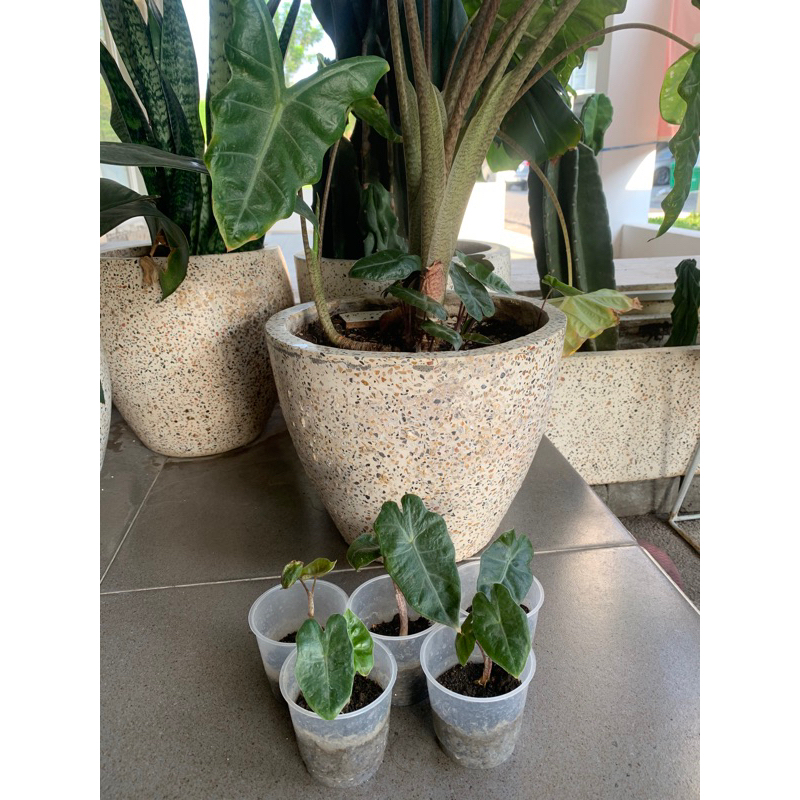 Bibit Alokasia / Alocasia Sanderiana