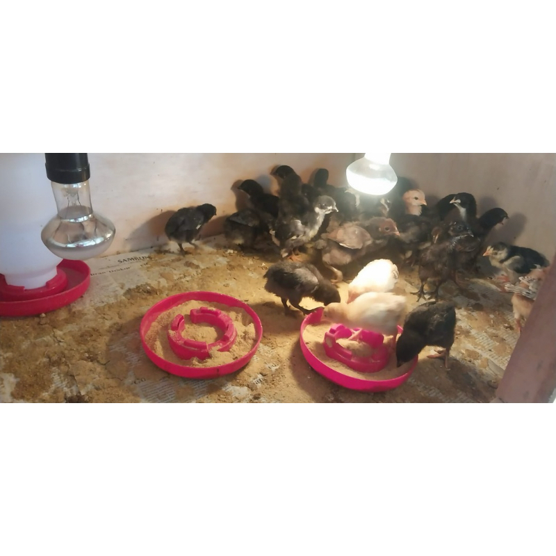 DOC KUB 2 GALUR MURNI (MOHON TANYA STOCK DULU SEBELUM CHECK OUT)