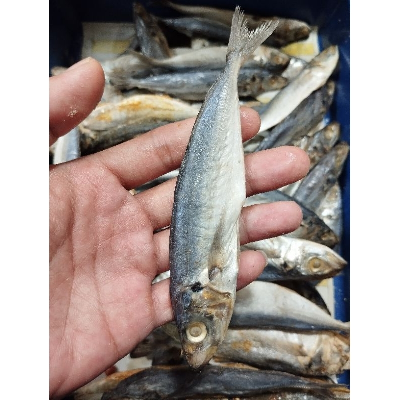 

ikan japuh layang