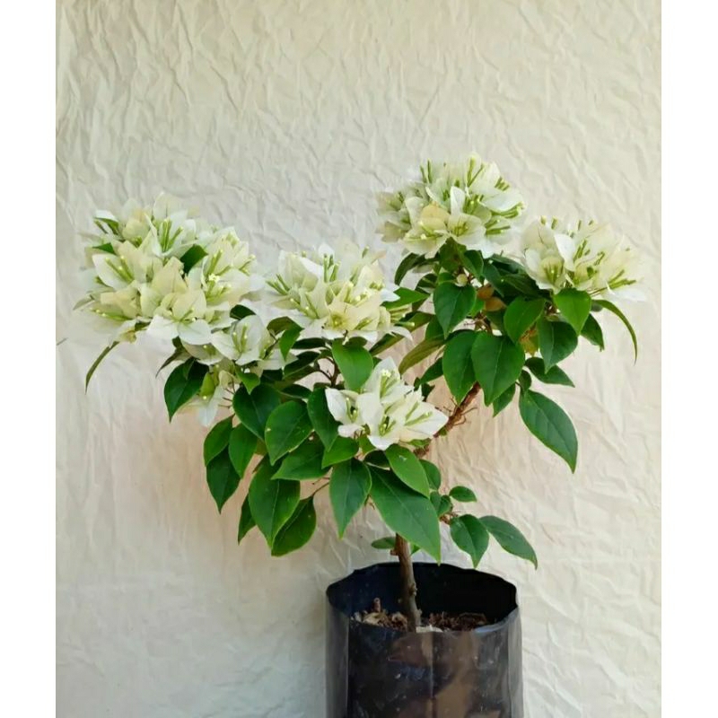 tanaman hias Bougenville Singapore white - bibit Bougenville Singapore white - pohon Bougenville Sin