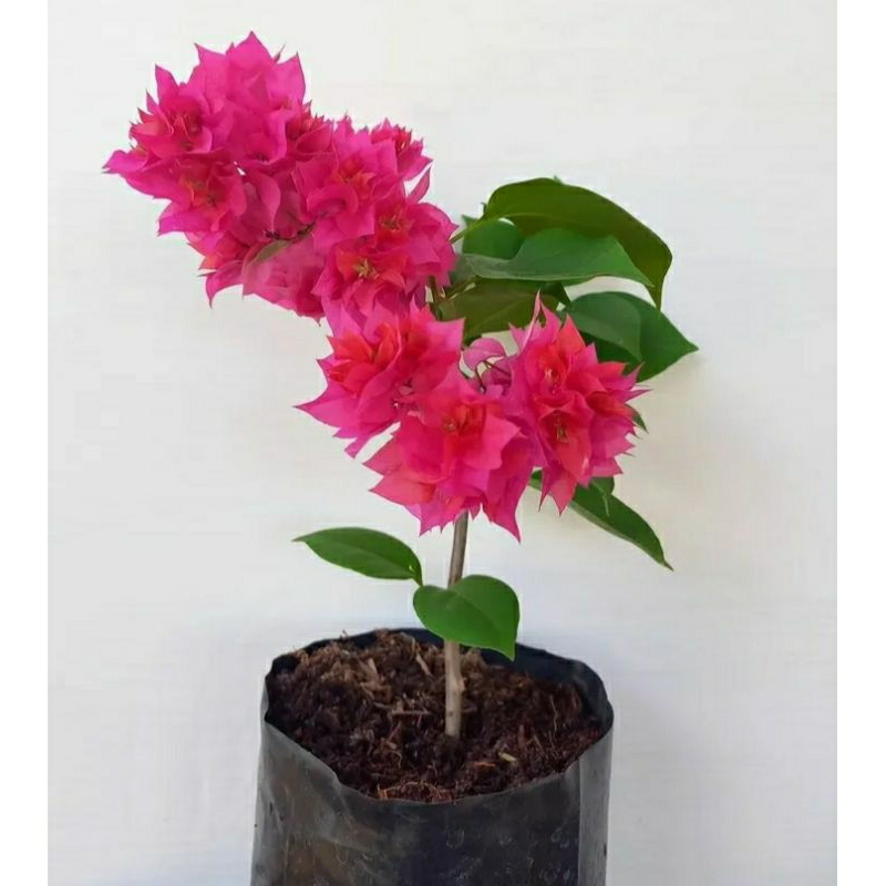 tanaman hias Bougenville Hawai fanta - bibit Bougenville Hawai fanta - pohon Bougenville Hawai pink 