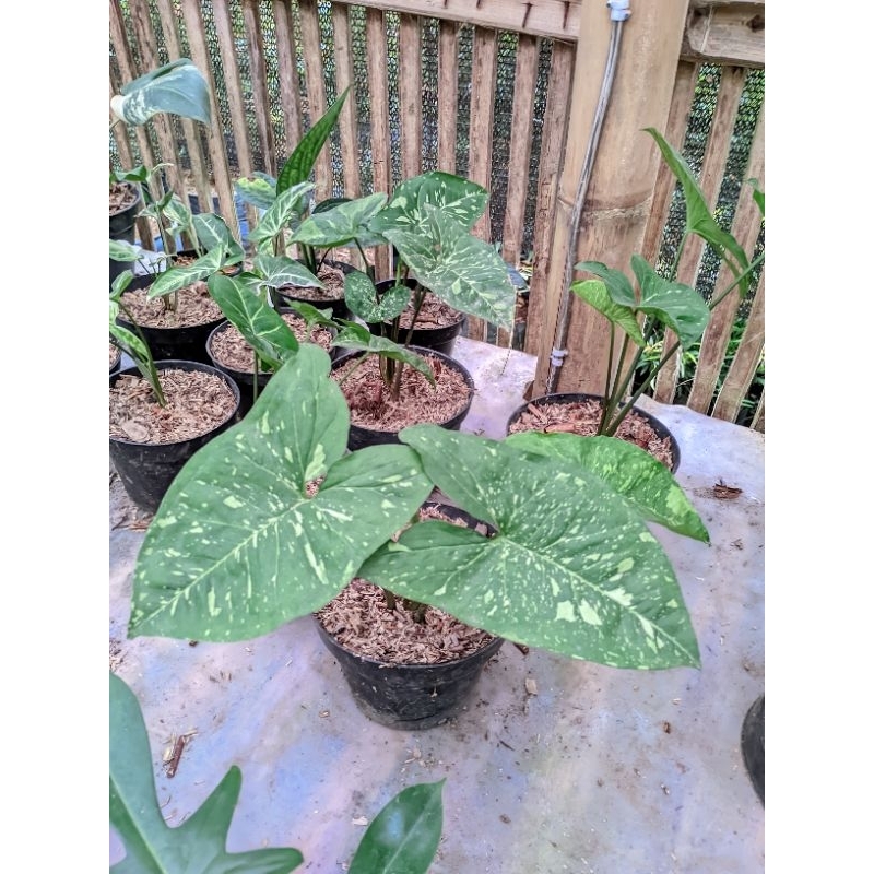 syngonium panda galaxy