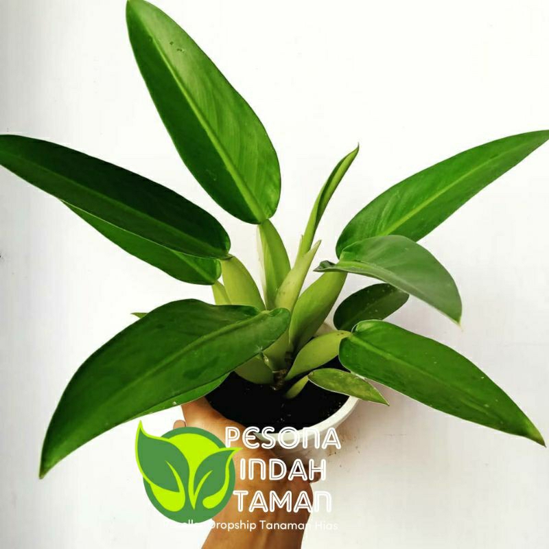 Tanaman hias Philodendron martianum philo eceng - Philodendron katak- philo eceng
