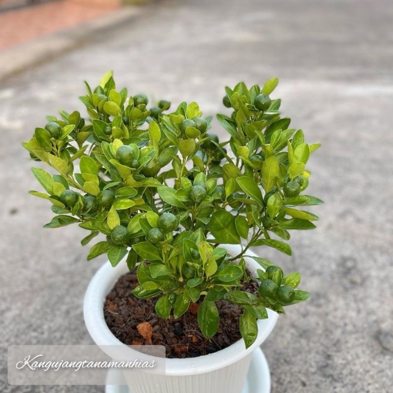 1 POHON TANAMAN HIDUP BIBIT JERUK PURUT