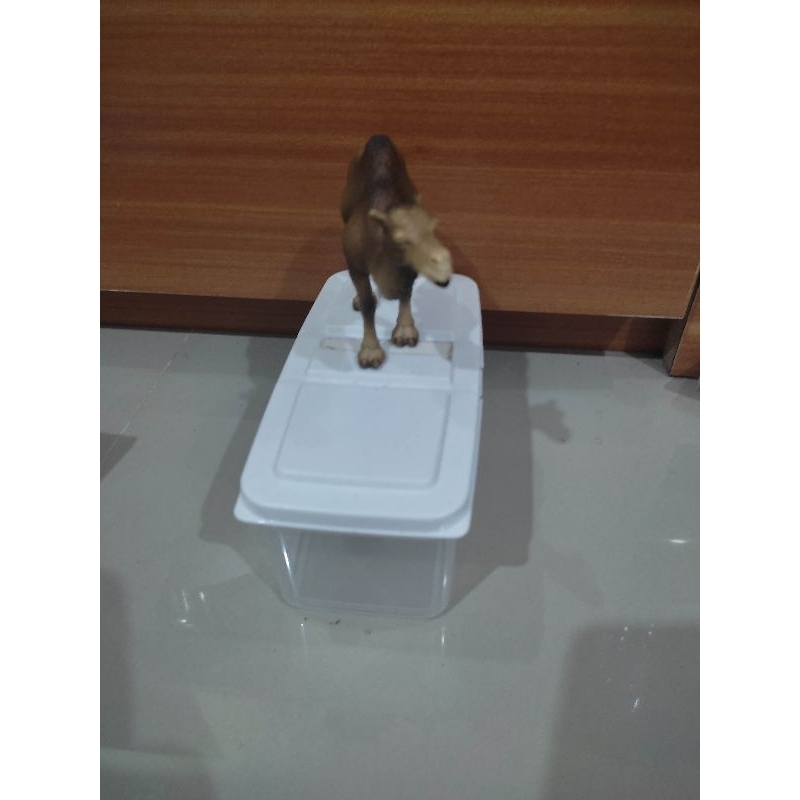 figure animal dromedary camel one hamped