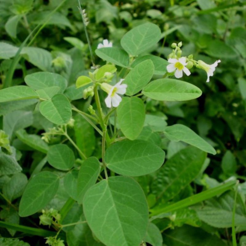 

Daun belimbing tanah atau daun calincing segar 250 gram