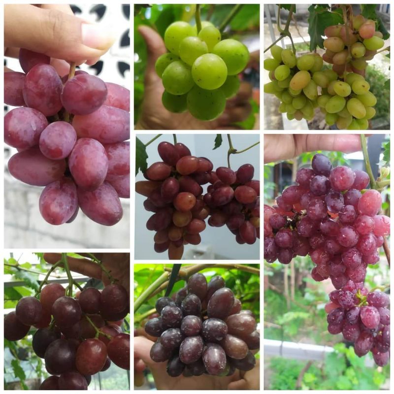 

anggur import all varian