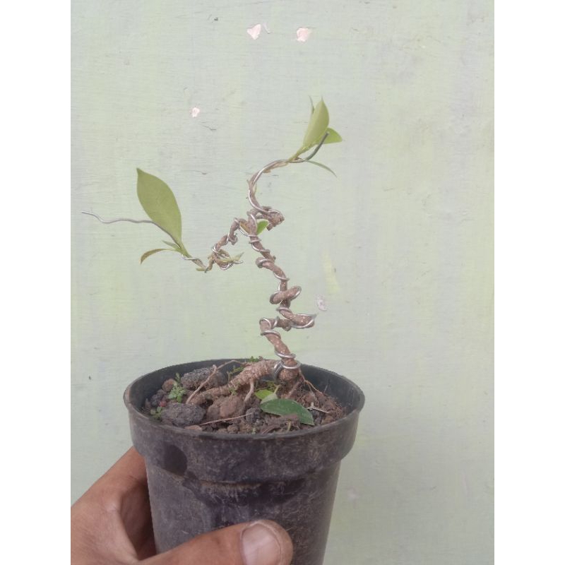 bonsai mame kimeng unik
