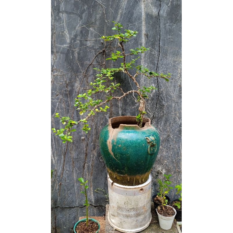 Bonsai Hokiantea lokal