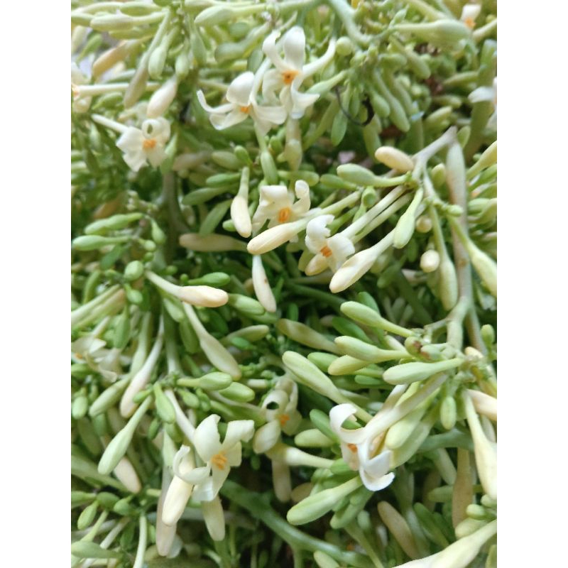 

Bunga pepaya gantung segar/ bunga pepaya karayunan per 1 kg
