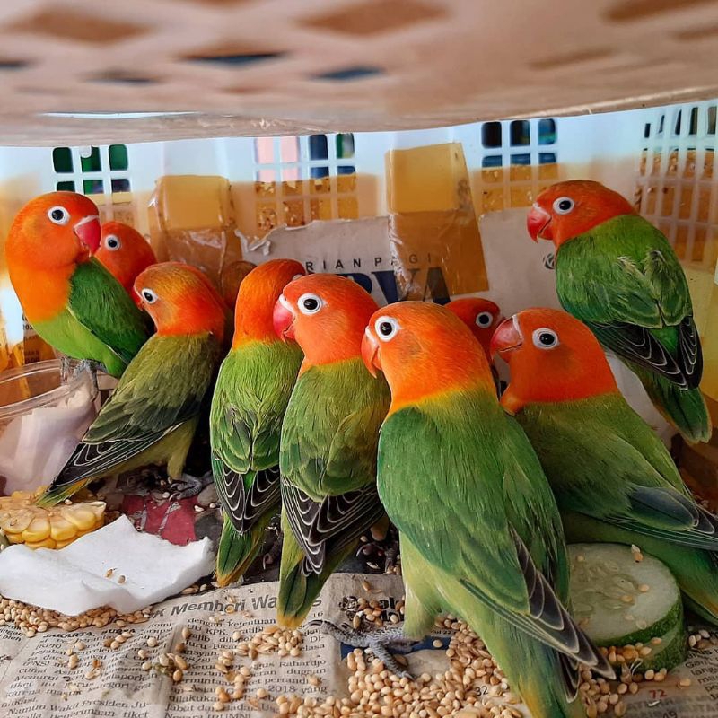 Burung Lovebird Josan - Gratis Milet Putih