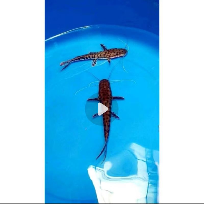 IKAN HIAS TSN HIASAN AQUARIUM