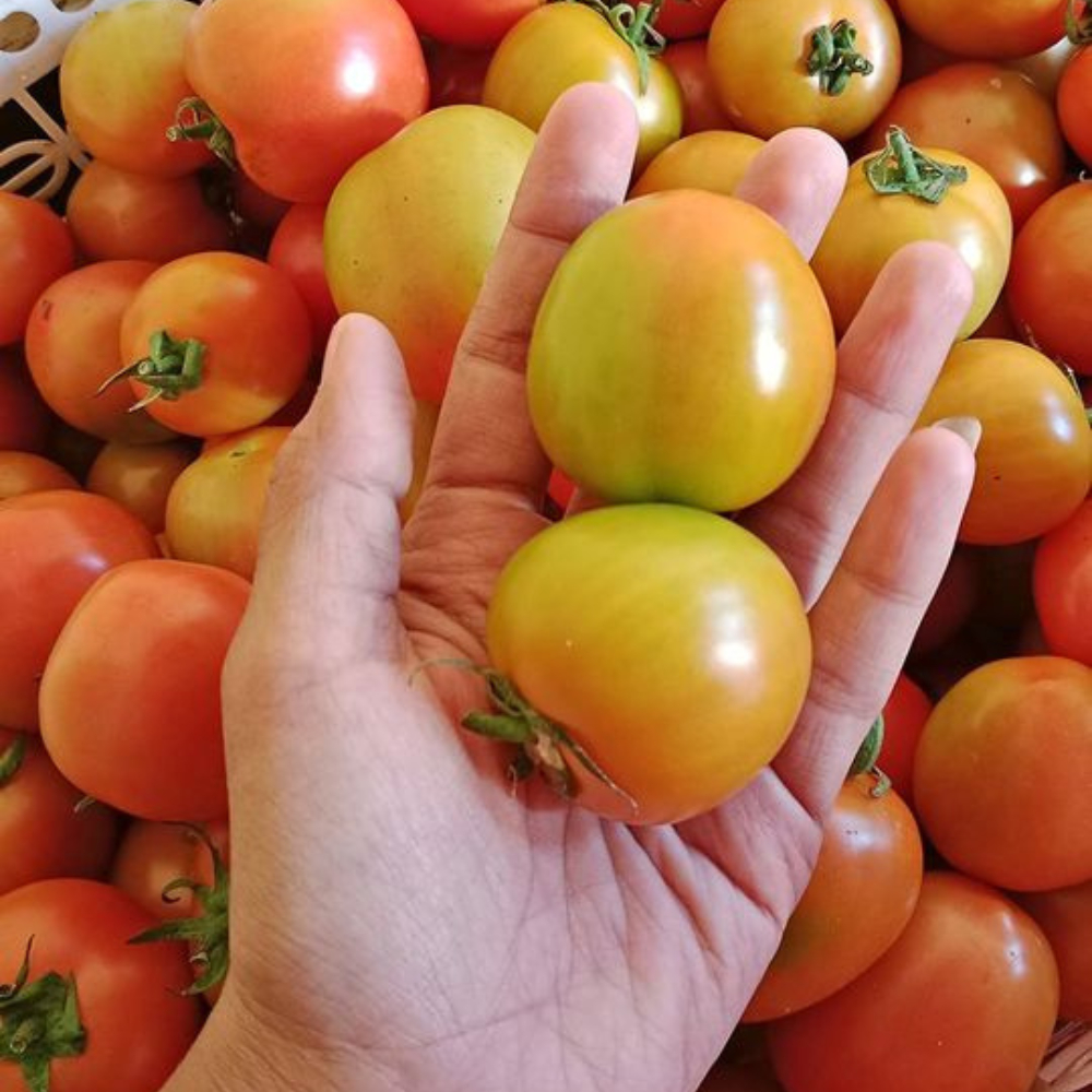 

Tomat Merah Sayur Sayuran Fresh Segar Terdekat 500gr