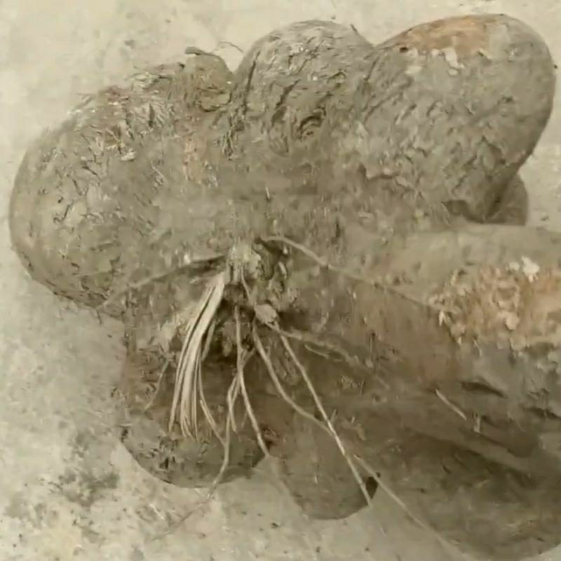 Bibit umbi uwi ungu jenis uwi jumbo manis