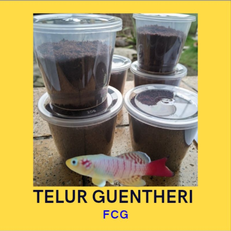 TELUR KILLIFISH GUENTHERI RED SIAP DI TETASKAN