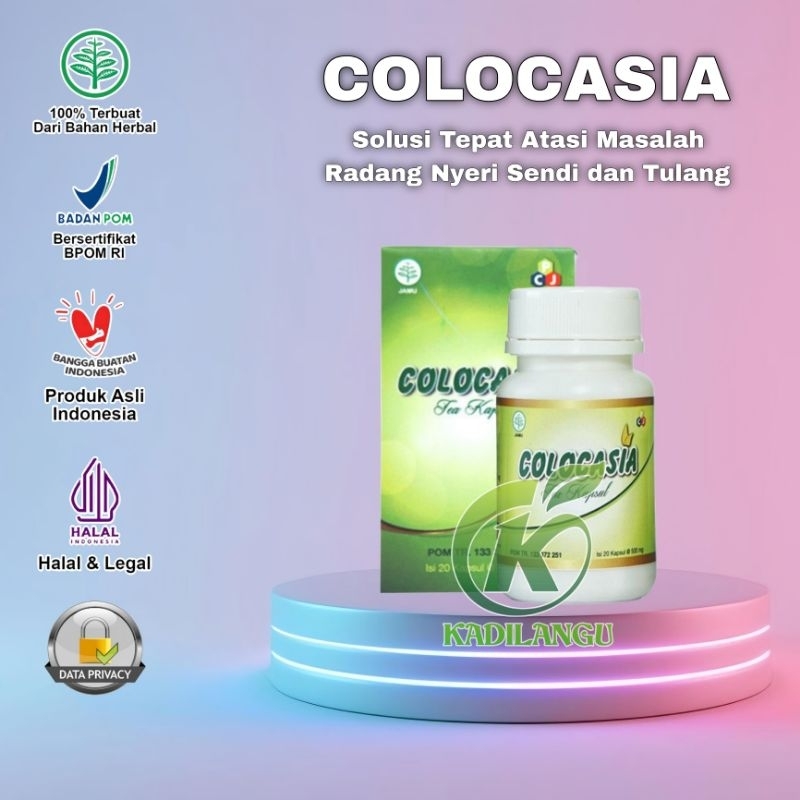 COLOCASIA ASLI ORIGINAL BPOM COLOCASIA OBAT SENDI LUTUT BERKUALITAS TERBAIK
