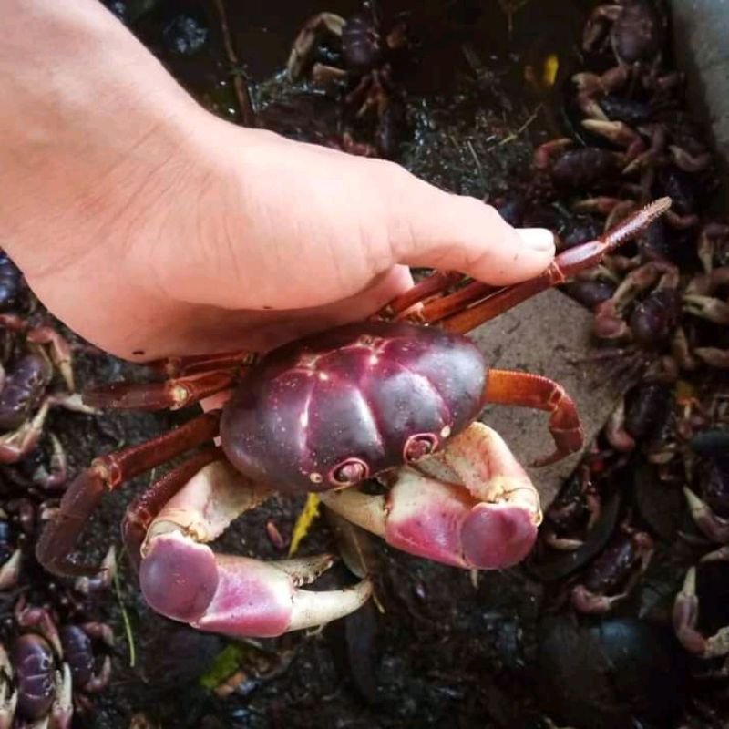 

kepiting darat hias lalandi (g humay)