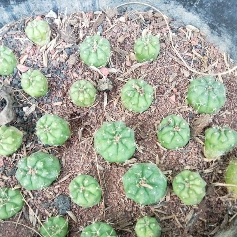 kaktus damsi/kaktus ownroot murah