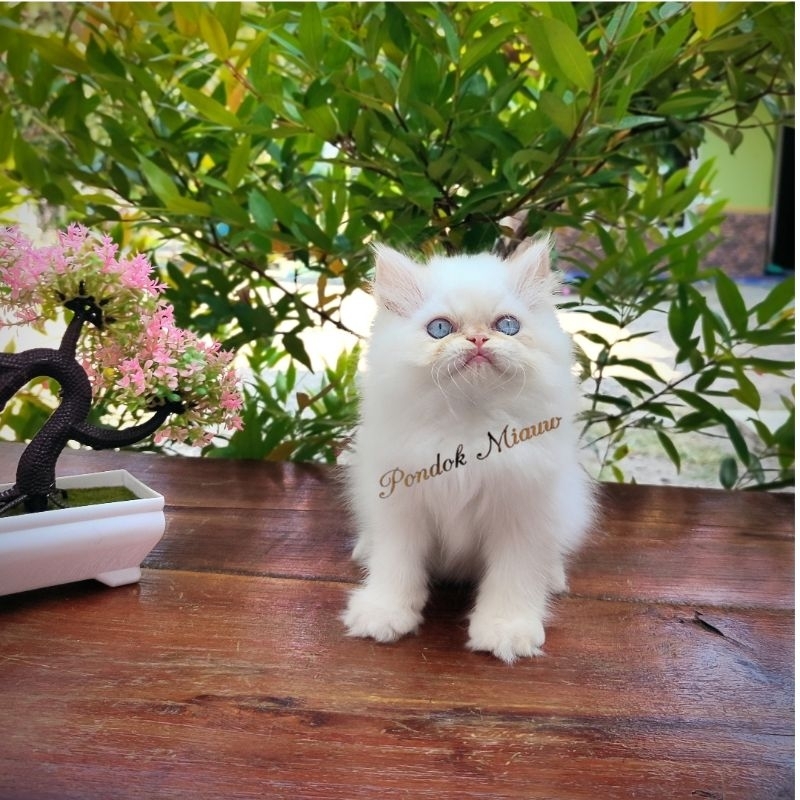 ANABOLKU JANTAN HIMALAYA RED POINT