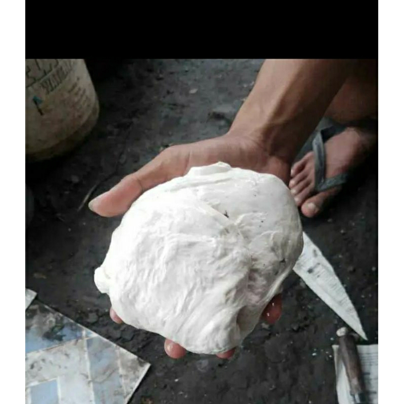 Pulut Jerat Burung Lengket Getah Bendo