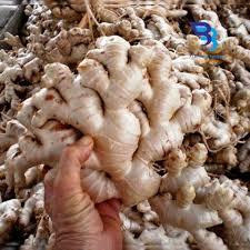 

Jahe Gajah Segar Bersih 500 gr