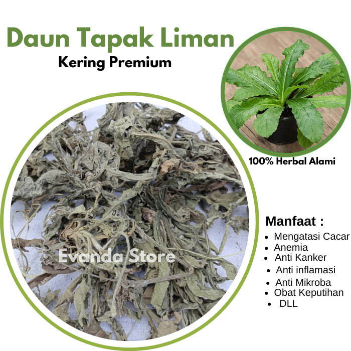 

PROMO 500gram Daun tapak liman kering Kualitas Premium