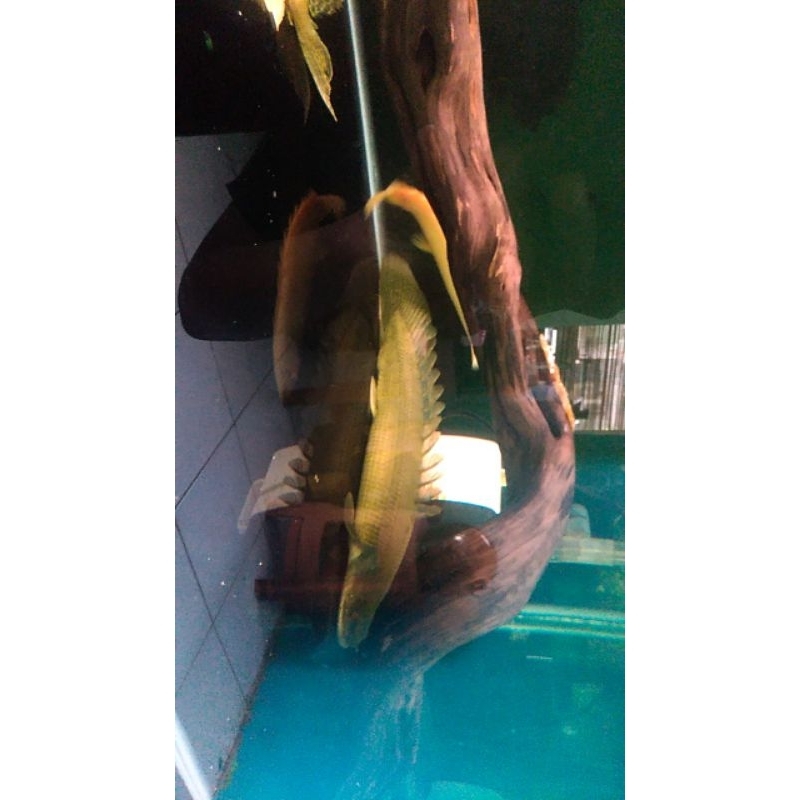 

Bichir" Palmas Lapradei