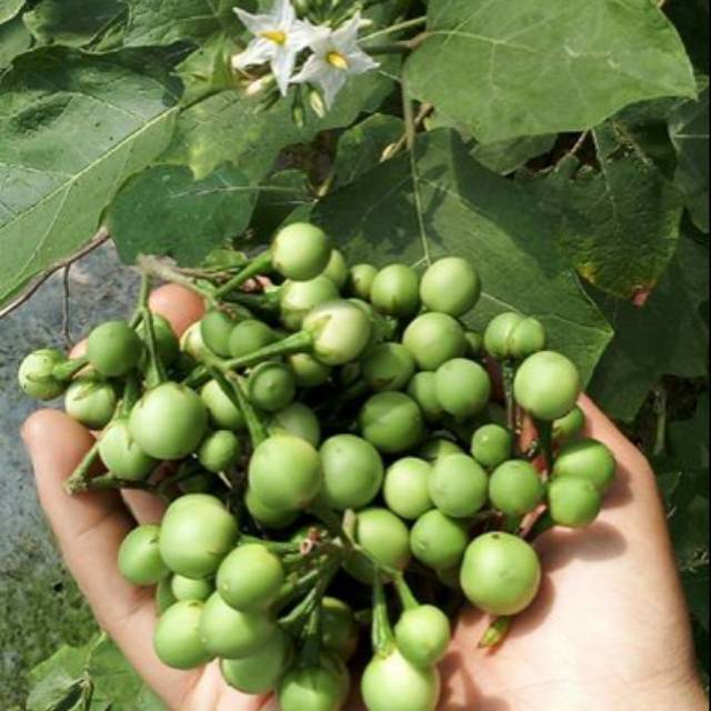

Buah Takokak segar 100 gram takokak segar