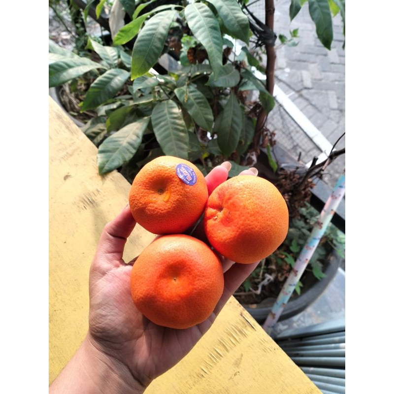 

JERUK AFFOURER - ANEKA JERUK IMPORT - SUKABUAH