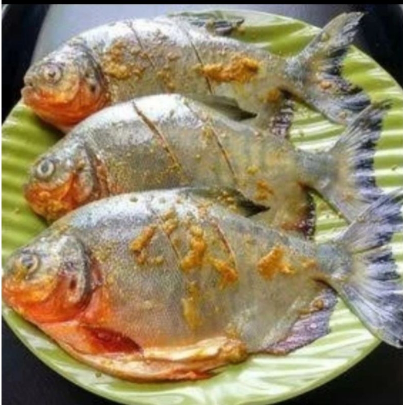

ikan Bawal Tawar Bumbu Kuning Siap Saji - 500 Gram