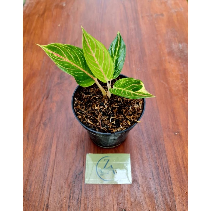 Aglonema Queen of siam 1