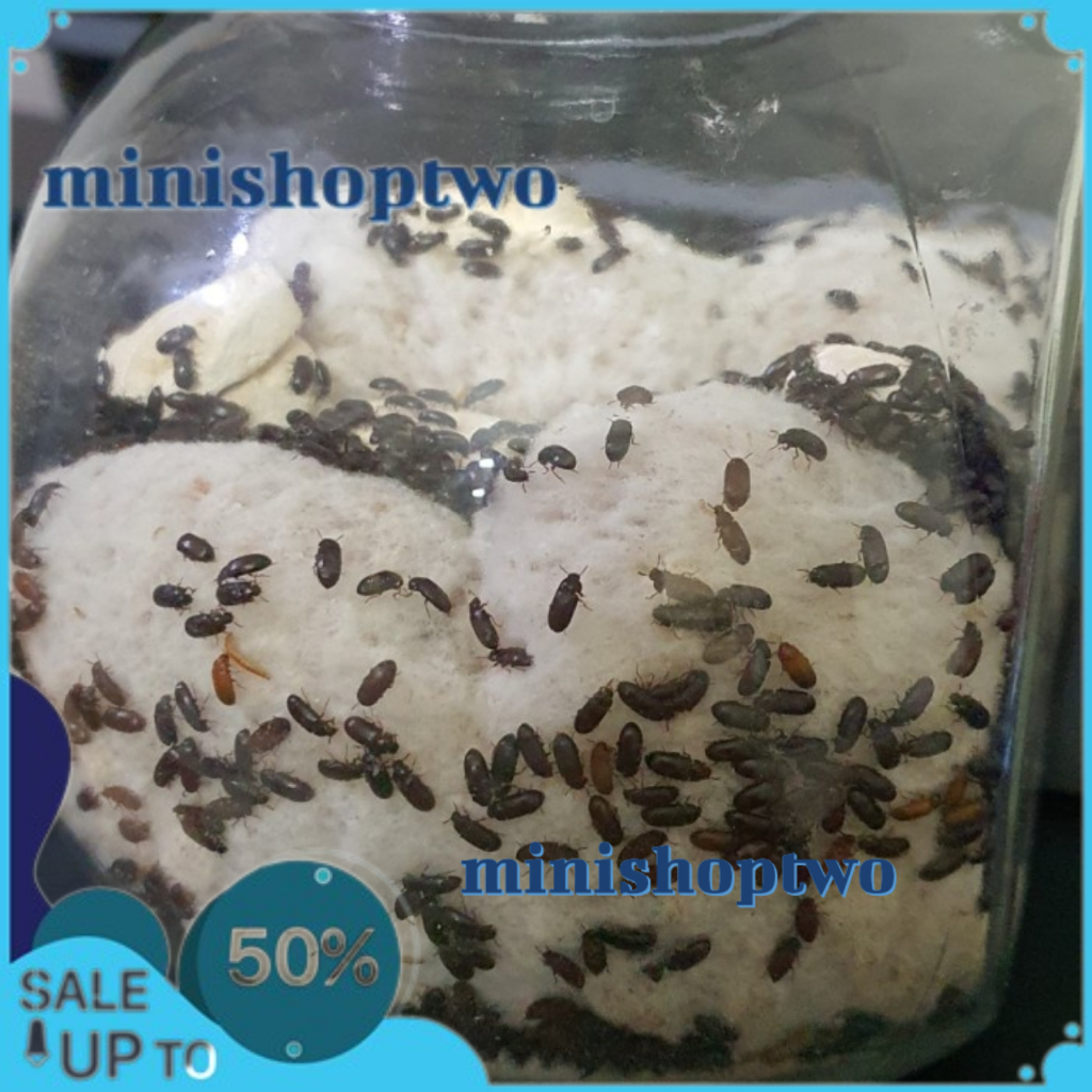 SEMUT JEPANG PER 100