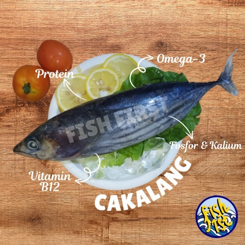 

FishFirst - Fresh Frozen Cakalang Fish / Ikan Cakalang Beku Kapal Segar