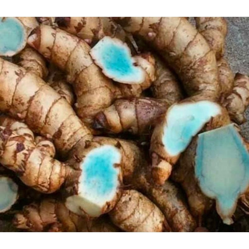 

Temu Hitam Kunyit 1 Kg Segar Langka Obat Herbal Tradisional Termurah