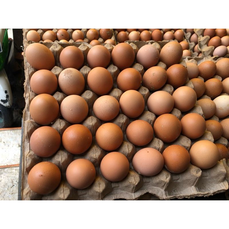 

Telur 1kg