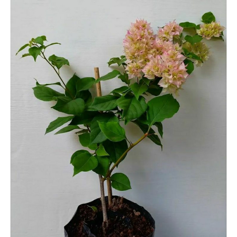 Tanaman hias Bougenville CHERRY BLOSSOM bibit Bougenville Cherry blossom pohon Bougenville Cherry bl