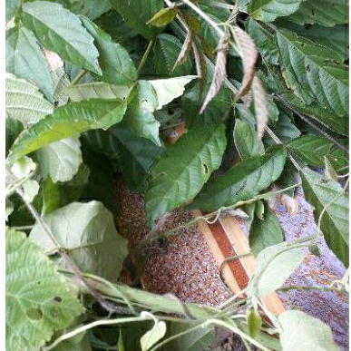 

promo 1kg daun herbal girang girang alami