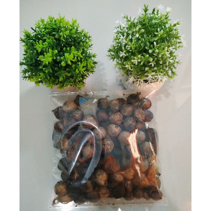 

BAWANG PUTIH TUNGGAL LANANG HITAM/BLACK GARLIC/BAWANG HITAM LANANG 250Gram